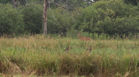 Red Deer running in the bushes Stock Footage 58617468
