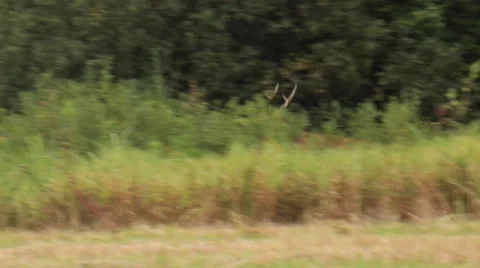 Red Deer running in the bushes Stock Footage 58618991