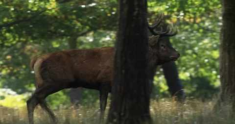 Red deer running in the forest during the rut Stock Footage 119324013