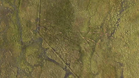 Red Deer In The Scottish Highlands Surrounded By Beautiful Landscape Stock Footage 139836224