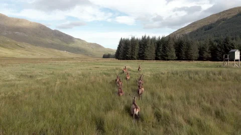 Red Deer In The Scottish Highlands Surrounded By Beautiful Landscape Stock Footage 139839778