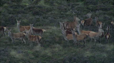 Red Deer Sequence Around Beinn A'Ghlo Stock Footage 65259516