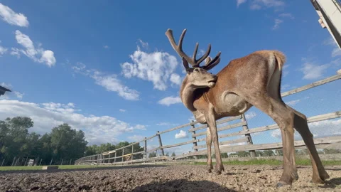 The red deer shakes the gnats off itself 库存影片 336277804