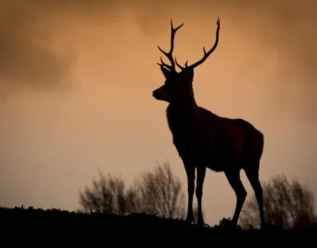 Red deer silhouette Stock Photos