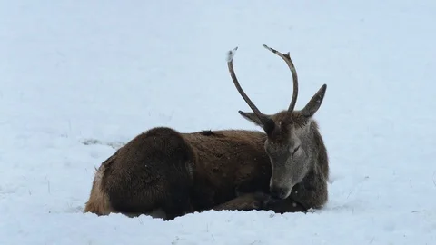 Red deer sit in the snow Stock Footage