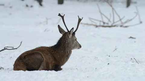 Red deer sit in the snow landscape Stock Footage 75930031