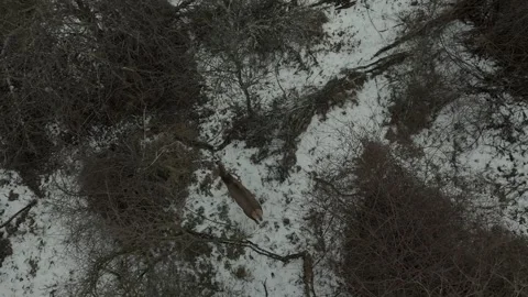 A red deer sneaking through the forest Stock Footage 301902326