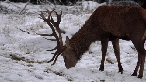 A Red Deer in the snow Stock Footage 128102012