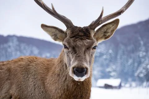Red deer in snow Foto stock