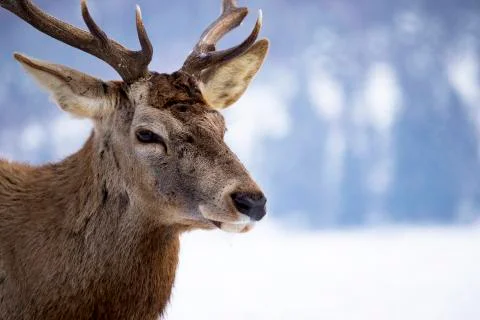 Red deer in snow Stock Photos