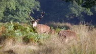 Red Deer Stag Bellowing During Rut In Richmond Park. Stock Footage