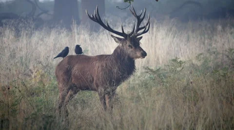 Red Deer Stag Bellowing During Rut in Richmond Park. Vidéo 68525775