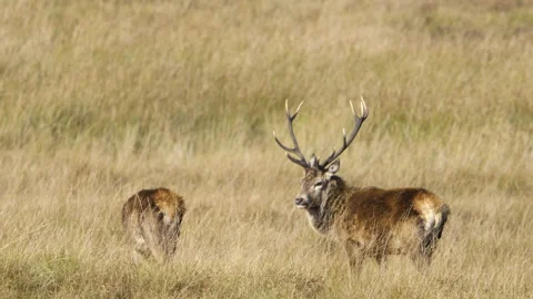 Red deer stag bellowing during the rut, Scotland, UK Stock Footage 254725519