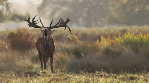 Red deer stag bellowing during rut Stock-Footage 321688362