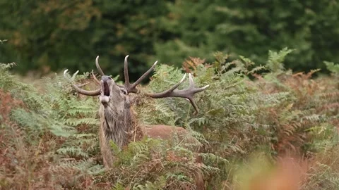 Red deer stag bellowing during rut in slow motion Stock-Footage 321688370