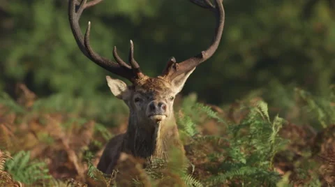 Red deer stag bellowing Video stock 42861038