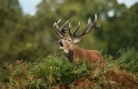 Red deer stag bellowing while standing in the ferns Stock Photos