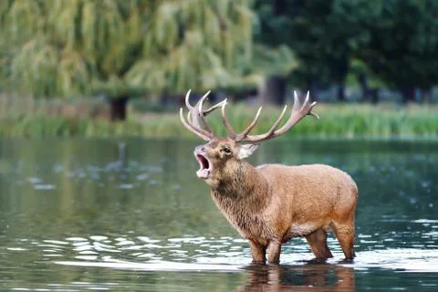Red deer stag bellowing while standing in water Stock Photos