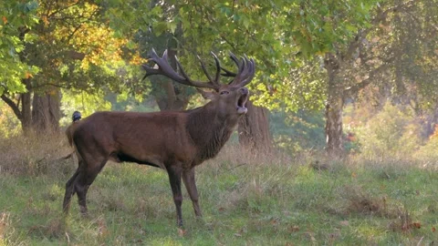 Red deer stag bellows mating call in woodland, jackdaws on its back 스톡 동영상 302395269