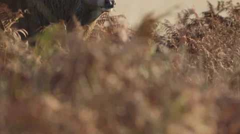 Red deer stag bellows then yawns comically Video stock 42860600