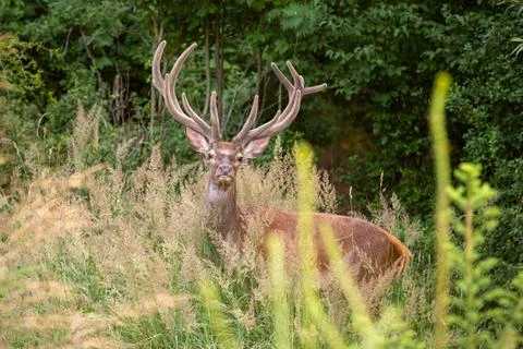Red deer stag with big antlers in velvet in young forest Stock Photos