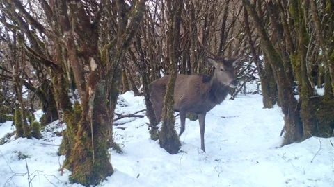 Red Deer Stag with a broken hind leg, manages in the snow. Stock Footage 238077845