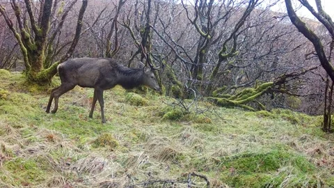 Red Deer Stag with broken hind leg munches on some branches. Isle of Skye Stock Footage 241831046