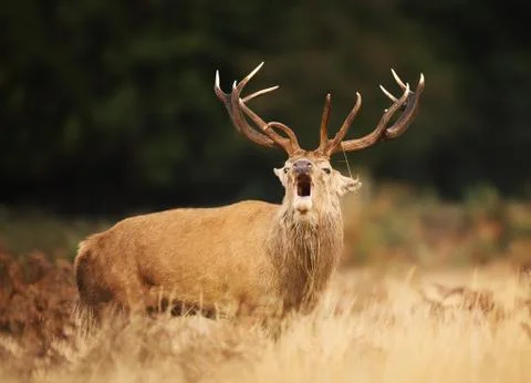 Red deer stag calling during rutting season Stock Photos