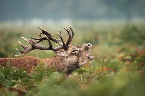 Red deer stag calling during rutting season in autumn Stock Photos