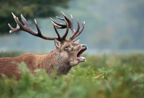 Red deer stag calling during rutting season in autumn Stock Photos