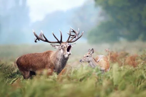 Red deer stag calling during rutting season in autumn Stock Photos
