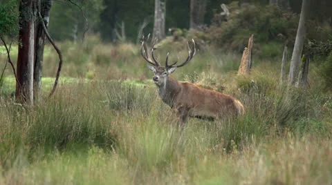 Red deer stag calling or roaring. Stock Footage 22606173