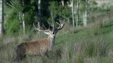 Red deer stag calling or roaring during the rut. Stock Footage 22626438