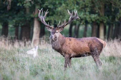 Red deer stag, Cervis elaphus, with big antlers in runting season, september Stock Photos