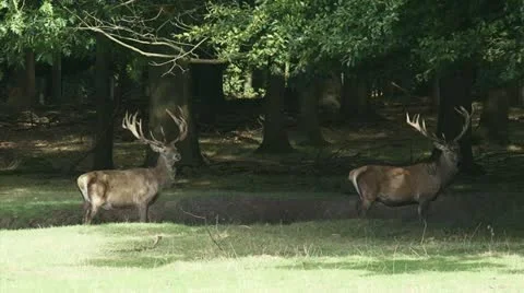 Red deer stag - cervus elaphus - 2-shot in forest 07i Stock Footage 12272082