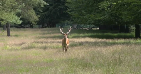Red Deer stag (cervus elaphus) in open forest - on camera Stock Footage 65303454