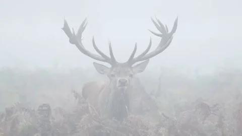 Red Deer stag (Cervus elaphus) staring or looking straight at camera 库存影片 69104677