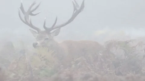 Red Deer stag (Cervus elaphus) chasing females with tongue out and bellowing Stock Footage 69105593