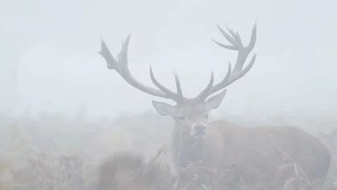 Red Deer stag (Cervus elaphus) bellowing, bugling or roaring 库存影片 69105642