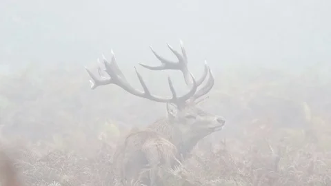 Red Deer stag (Cervus elaphus) chasing females with tongue out and bellowing Stock Footage 69106995