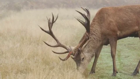 Red Deer stag (Cervus elaphus) grazing on long grass Stock Footage 69108121