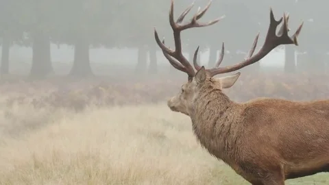 Red Deer stag (Cervus elaphus) bellowing or roaring Stock Footage 69108560