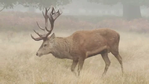 Red Deer stag (Cervus elaphus) walking right to left 库存影片 69108717