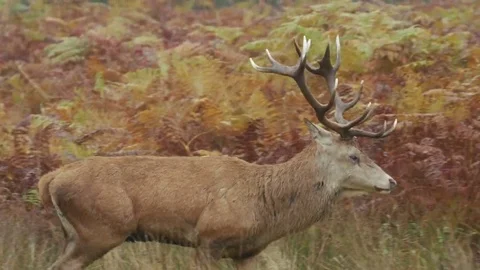 Red Deer stag (Cervus elaphus) wallking left to right 库存影片 69109569