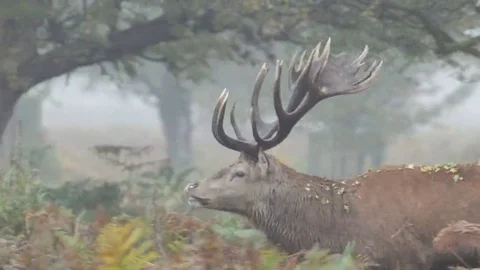 Red Deer stag (Cervus elaphus) walking right to left through bracken or ferns 库存影片 69110387