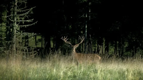 Red deer stag cervus elaphus with large antlers Stockbeeldmateriaal 99162399