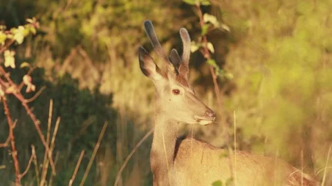 Red deer stag (Cervus elaphus) with velvet antlers close up during autumn rut Video stock 327980900