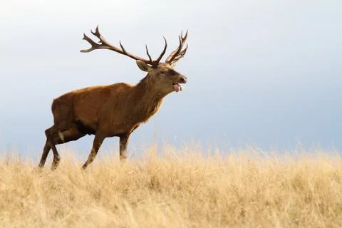 Red deer stag ( cervus elaphus ) running in autumn yellow meadow Stock Photos