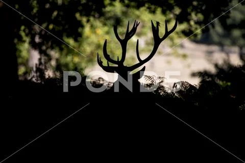 Deer Horns Stock Photo - Download Image Now - Antler, Deer, Stag