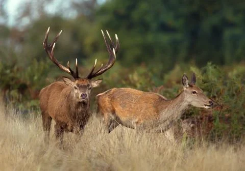 Red deer stag chasing after a hind Stock Photos